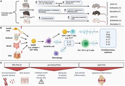 Translational Research Studies Unraveling the Origins of Psoriatic Arthritis: Moving Beyond Skin and Joints